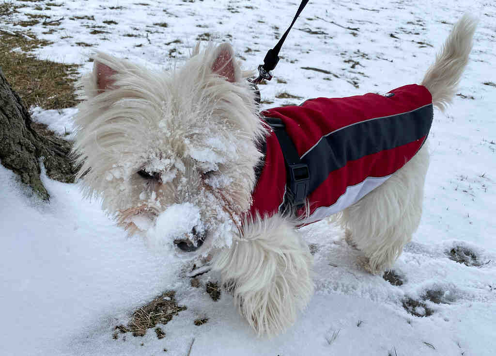 Qui est le plus vendu entre iPhone et Samsung ?